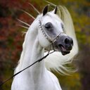 عبدالملك النايل (@11abdulmalik) Twitter