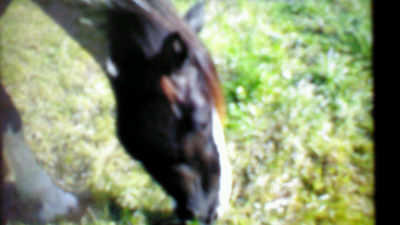 hi my name is Jenny I am 11 and i love horses,dogs,fish and cats :-)