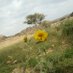 . (@saad_ali_111) Twitter profile photo