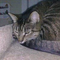 Karen A. L. P. (@teachreadhist) 's Twitter Profile
