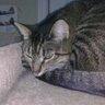 teachreadhist's profile picture. Teacher - interested in history, travel, languages, cooking, & knitting. Enjoy outdoor activities with my son. Love animals, especially cats.