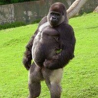 John Czapor (@silverbackpound) 's Twitter Profile