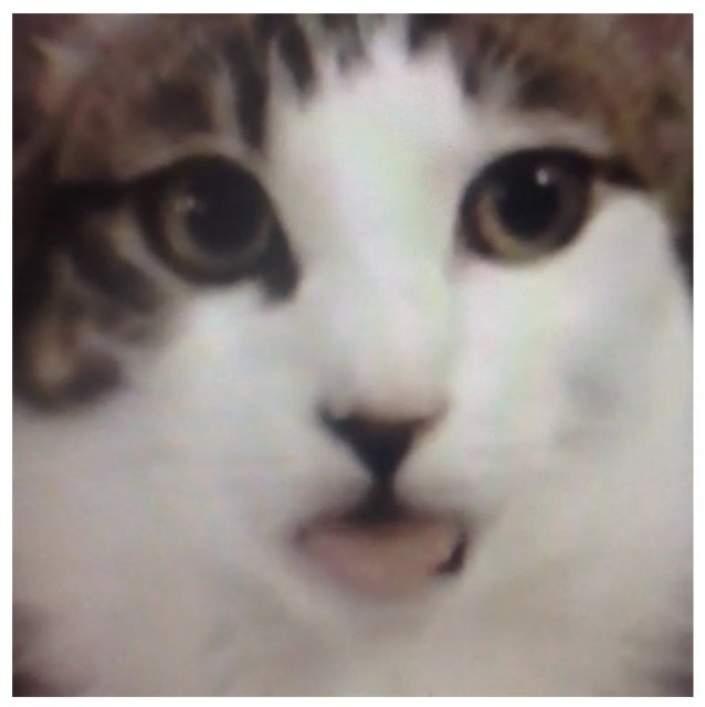 Eattin' that cat nip and gettin' #turntup
