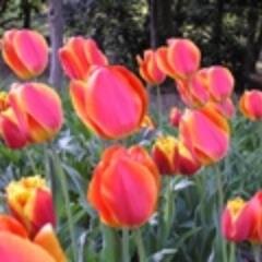 花の写真を使ったセラピストになりませんか　協会理念は「自分と誰かのこころを癒せることが当たり前にできる社会を花の写真によって創ること」　自分と親しい人のこころのケアから乳児期のトラウマまで消せる心理セラピスト養成。講師もめざせます