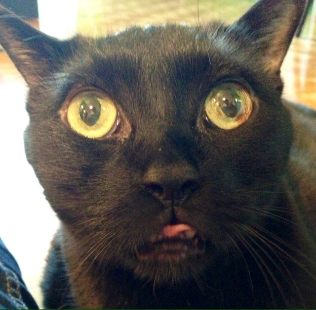 2004 - 2020. I was an extremely attractive and special boi with a gloriously bulbous physique. I enjoyed meats, cheeses, cuddling & pawing out discipline.