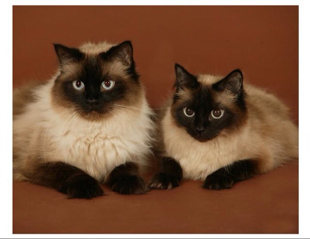 adopted by fur babies, usually lost in a good book