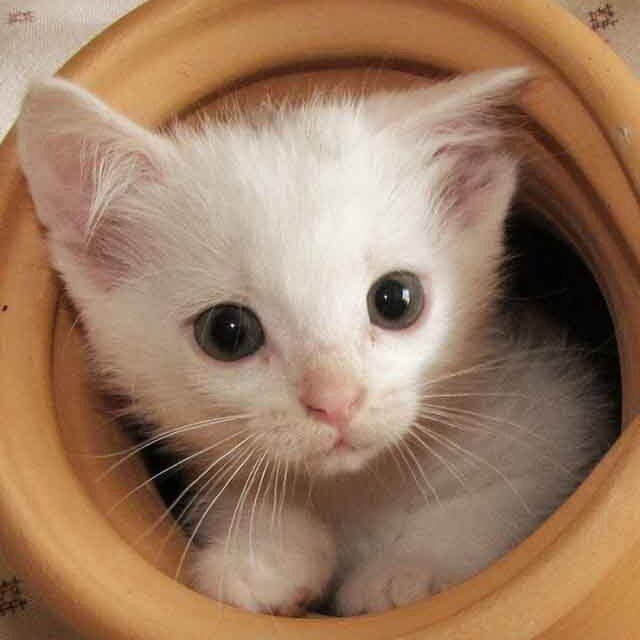 queryneco's profile picture. 大阪の自宅でWebデザイナー目指して日々精進中です。phpとか、jQueryとか難しいですね(_)　でもやり甲斐十分で、それなりに充実した日々を送ってます。