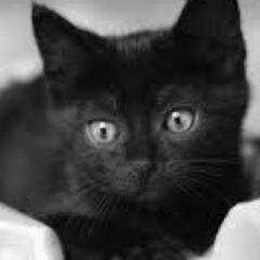 My name is obiously Shadowkit. I'm 1 moon old. I am a Thunderclan kit. I love my family, and my life!