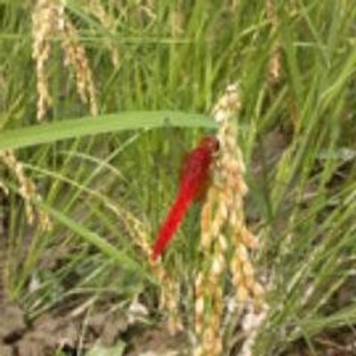 古川由紀夫