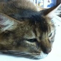 Cecil@まるち (@cecil_macraigor) 's Twitter Profile