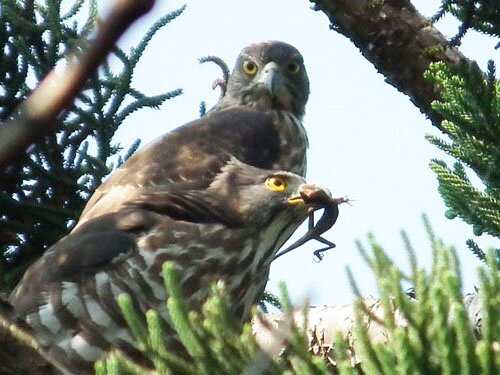 本網路圖鑑鳥種種類係以『中華鳥會』公佈的『2023年台灣鳥類名錄』為主，另加入最新鳥種。共計95科，730種。  網站：https://t.co/BF1XxBOxQX