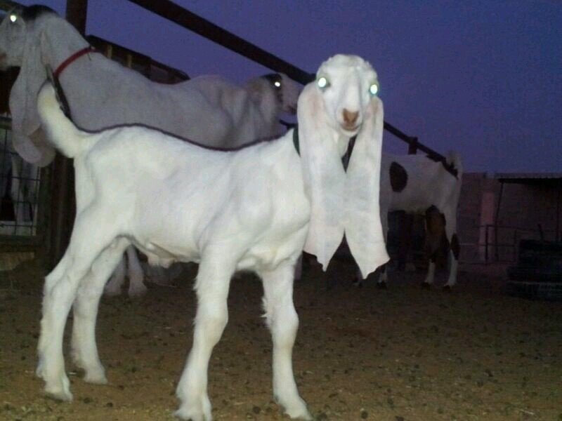 ‏‏‏‏راعي غنم واهتم بها كثيرا