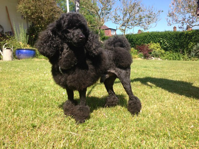Affordable reliable dog grooming, Based in Cosham and Baffins! Nail cutting from £5, A lovely little bath from £15 The full works from £20