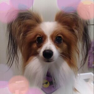 kuripapi's profile picture. 都内中高一貫校に通う娘とパピヨンくりのママです。お散歩ウォーキングでダイエットを目指します。一応IT企業勤務。