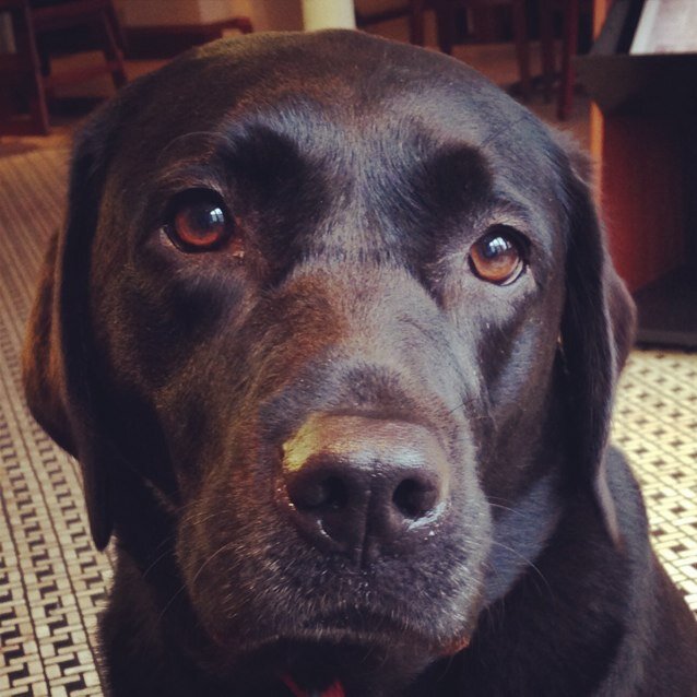 Spend most days on patrol in Royal Parks in and around London. Enjoy long walks, swimming and of course a good bone.