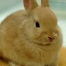 usajiroukai's profile picture. 小説を読んだり、書いたり。重度心疾患でペースメーカー装着済。身体障害者。