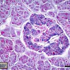 Official HMB302 Histology and Histopathology Course Twitter