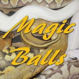 Somos amantes de los reptiles, en especial de las pitones bola. Magicballs empieza!!