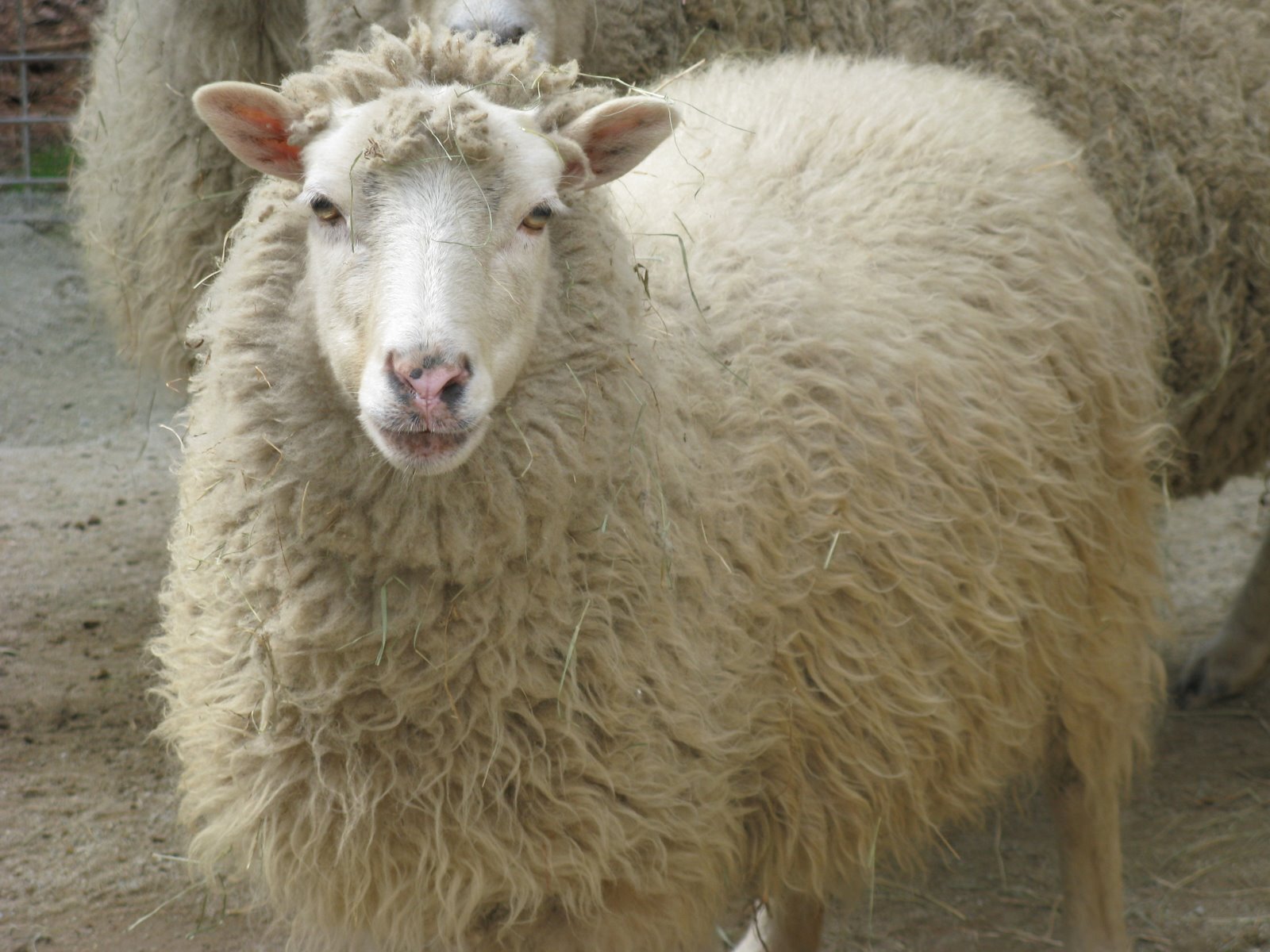 Just a sheep who enjoys time outdoors and hanging out with my flock. Dislike surprises.