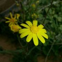 عبدالمجيد محمد (@009Mgid) Twitter