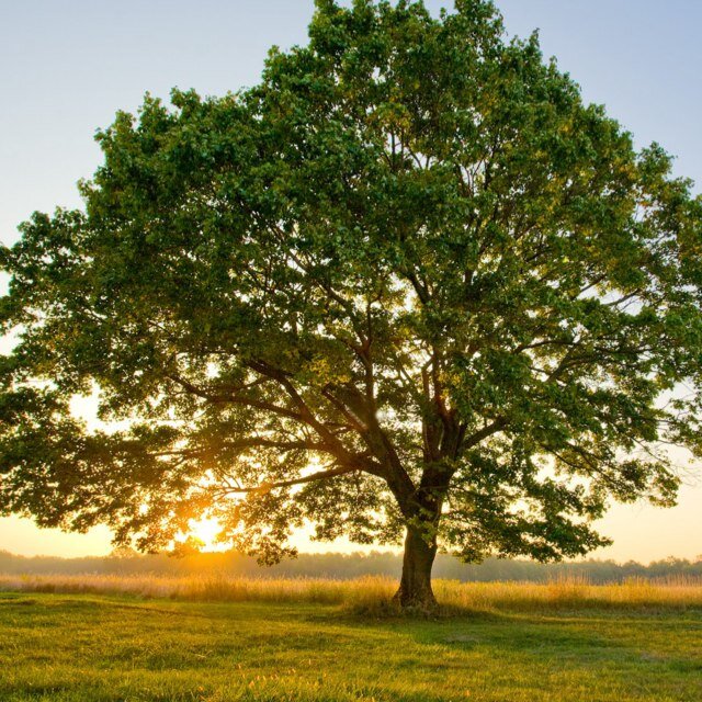 Follow to help us convince Congress on putting restrictions on carbon emissions!