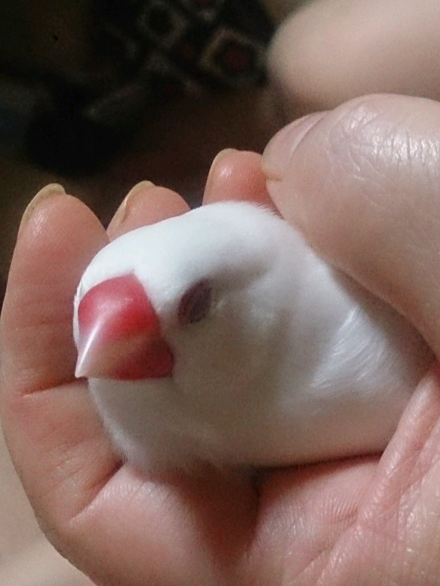 文鳥　ハムスター　ソフトテニス　仕事
ちいかわうさぎ、Snow Manに親子でハマり中。FC加入済
38歳　小5母（支援級）←交流級おおめ
多方面につぶやきます。
好きなものは好き。