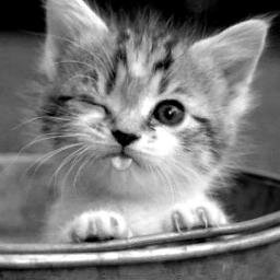 ShamQa's profile picture. 