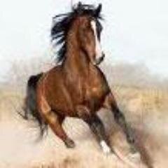 I want to be @horse_ebooks when I grow up.