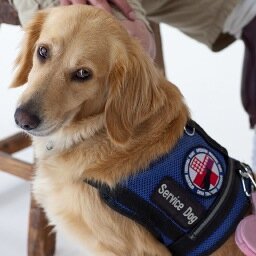 My photographic series HEAL! chronicles the journeys of Veterans living with post-traumatic stress & the service dogs who help them reclaim their independence.