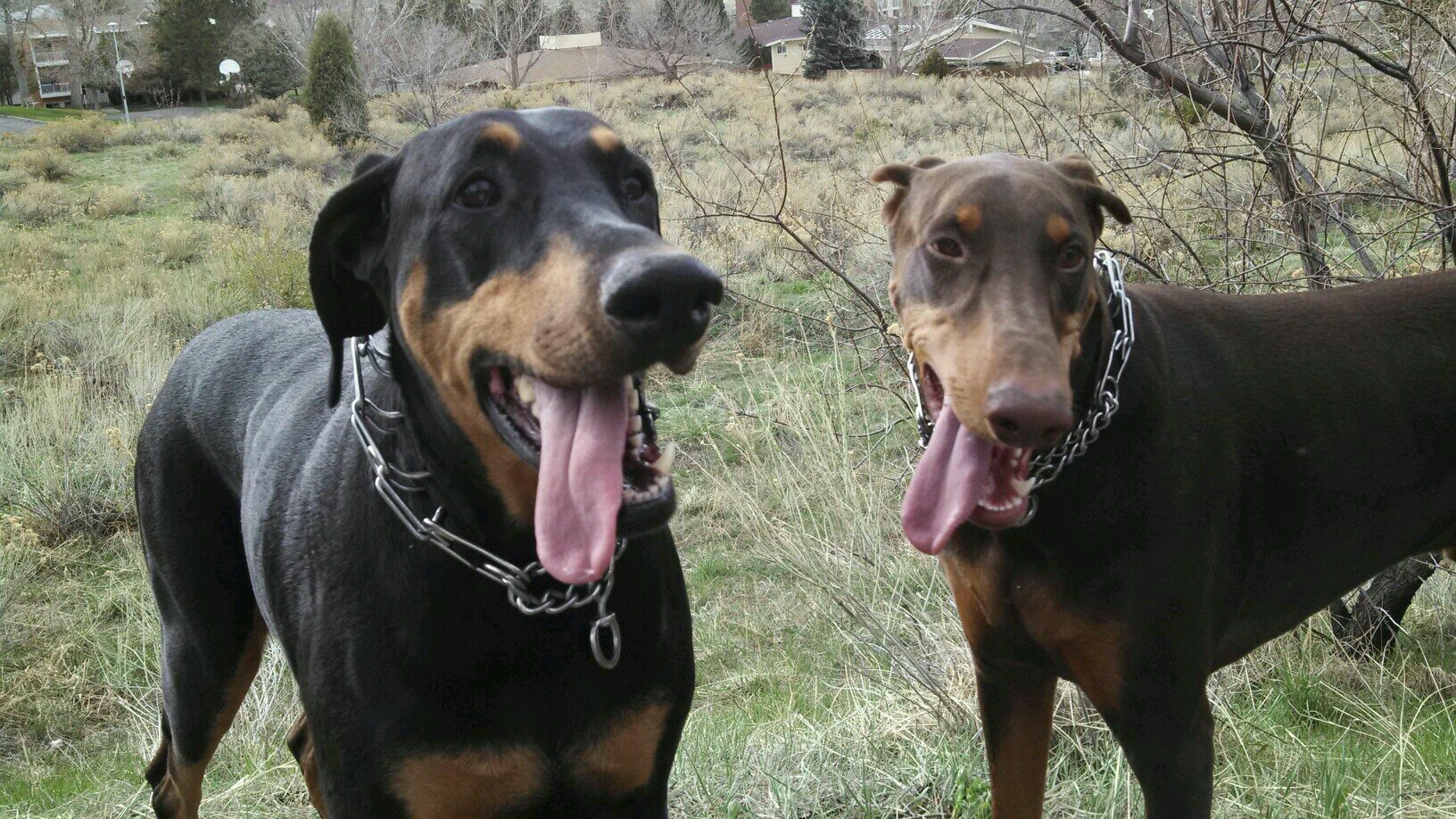 heavyannie's profile picture. Mother of Pinschers.  Nuggets fan! Love to drive in my Jaguar XKR😝