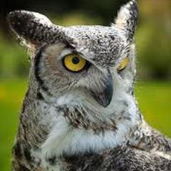 Briebird the birdさんのプロフィール画像