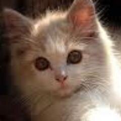 HELLO! Pigeonkit is me. I like to play with my brothers and sissy's, and practice hunting. I know one day I will make the best deputy the forest has ever seen!
