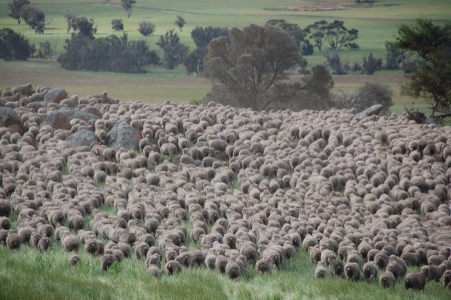 Sheep and Grain Farmer, WA. Passionate about healthy landscapes, fishing and the challenge of making a profit from agriculture.