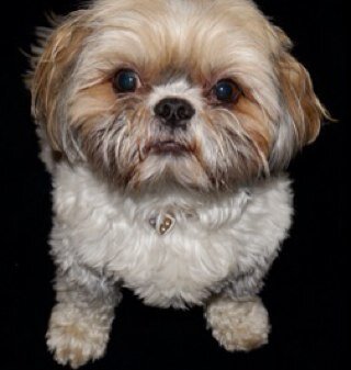 I am a Shihtzu living in Hertfordshire. I like cheese, fish,sleeping, walks,sleeping, cuddles, grooming,sleeping & sleep