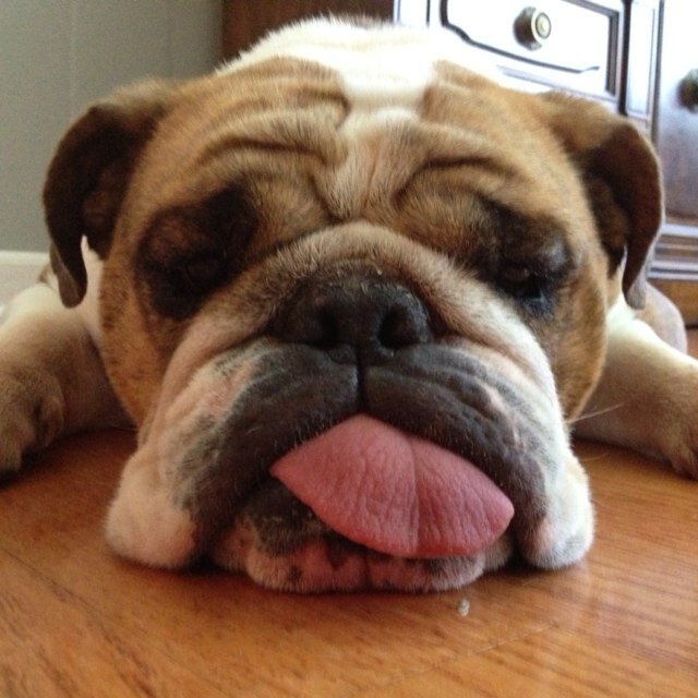 DollyDallas's profile picture. Official mascot of Country Club Hills and future girlfriend of UGA.