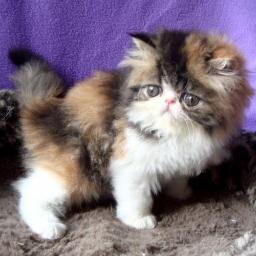 frases_67's profile picture. 