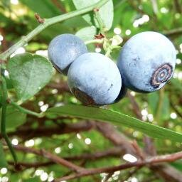 kelly shushok Profile