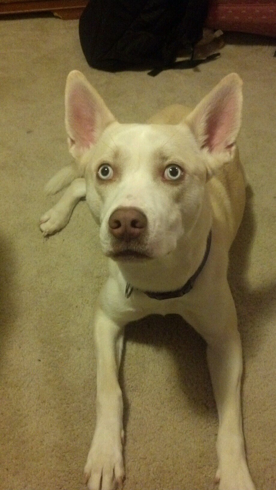 Hi im ghost i live in Indiana with my owner @realkylelewis i love getting @bakedwlafayette and taking pictures #follow me i f#ollow back