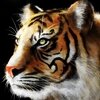 Если я тебе не нравлюсь, грызи бордюр -я не исправлюсь