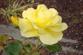 BeckerGeri's profile picture. 