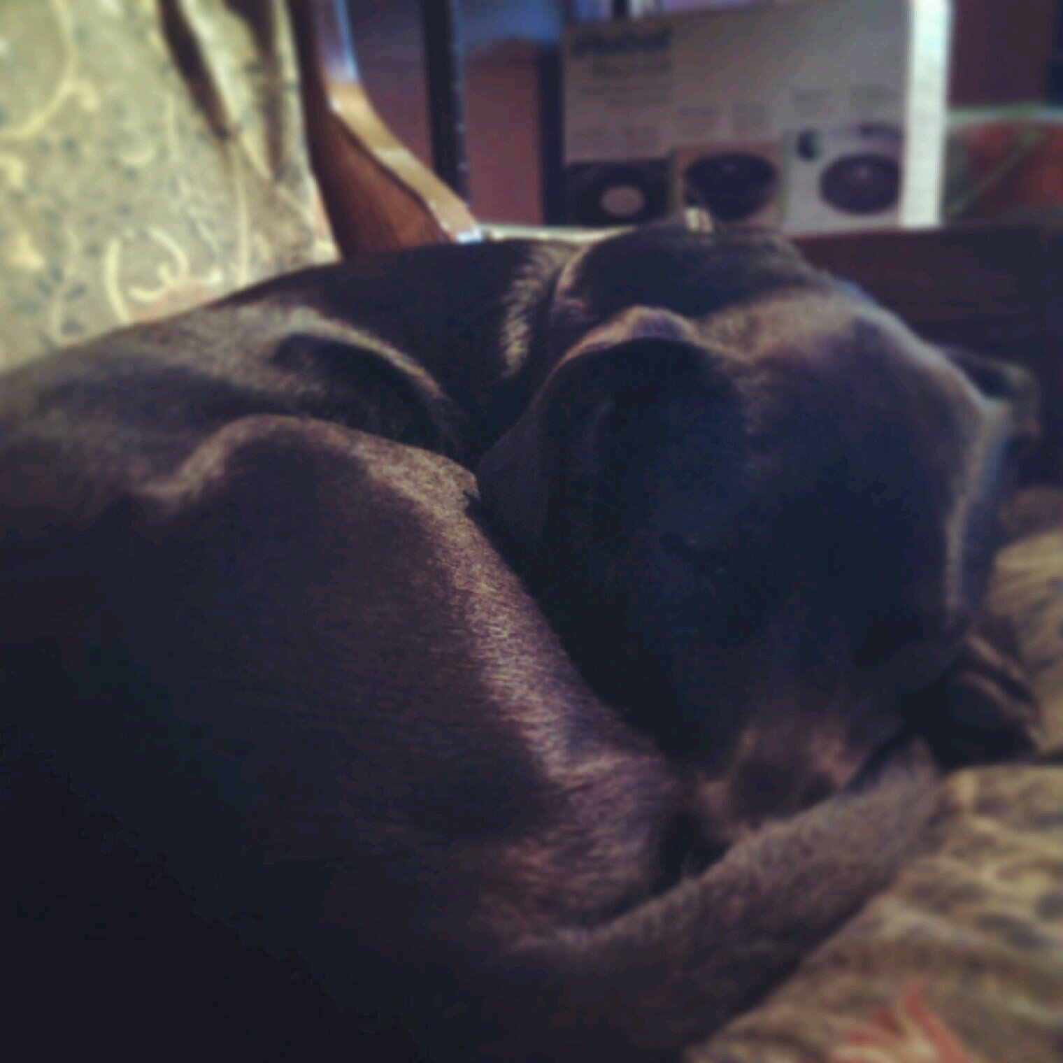 Horseback rider, dog owner, reader, writer, and master procrastinator.