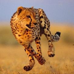 Germsjackson's profile picture. Into cheetahs.