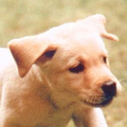 犬木戸秀一の相互フォローを応援するアカウントです！このアカウントをフォローしている人達をどんどんフォローしてあげてください！毎日フォローして仲間をたくさん作るワン！短時間の過度なフォロー・リムーブはスパム行為となりますので、節度のあるご利用をお願いします。リフォロー100%！#followback #followme