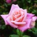 Rosarian (@rosarian4) Twitter profile photo Rosarian (@rosarian4) Twitter profile photo