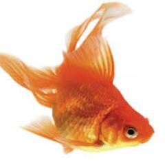 agusdeni20's profile picture. 