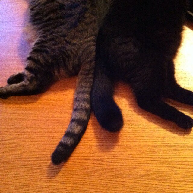 黒猫のくんたまと暮らしてます。毛が生えてても、生えてなくても、悪い人以外の生き物はだいたい好きです。 LOVE&Co.@loveandco_スタッフです。 2021.10.6 だで加入。
