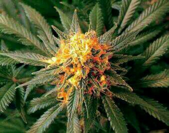Im in Ston`e mind.! I am the Mind Controller.! Smoke Weed...!