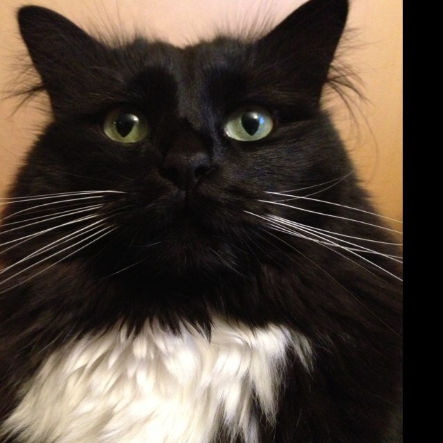 ShibaTreat's profile picture. ✝️Catholic, Pro-life, 2A, Anti-Antifa.  In search of common sense in the world.  Advocate for education reform!  🇺🇸🇺🇸🇺🇸🇺🇸🇺🇸🇺🇸🇺🇸🇺🇸