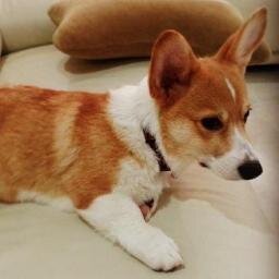 Hi I'm Binky the Pembroke Welsh Corgi !!