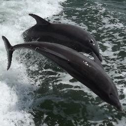 Sightseeing Cruises and Fishing Charters out of Fishermen's Village in Punta Gorda, FL